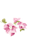 Bougainvillea Save the Date