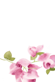 Bougainvillea Table Number