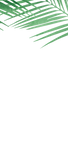 La Palma Programs