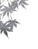 Maple Save the Date